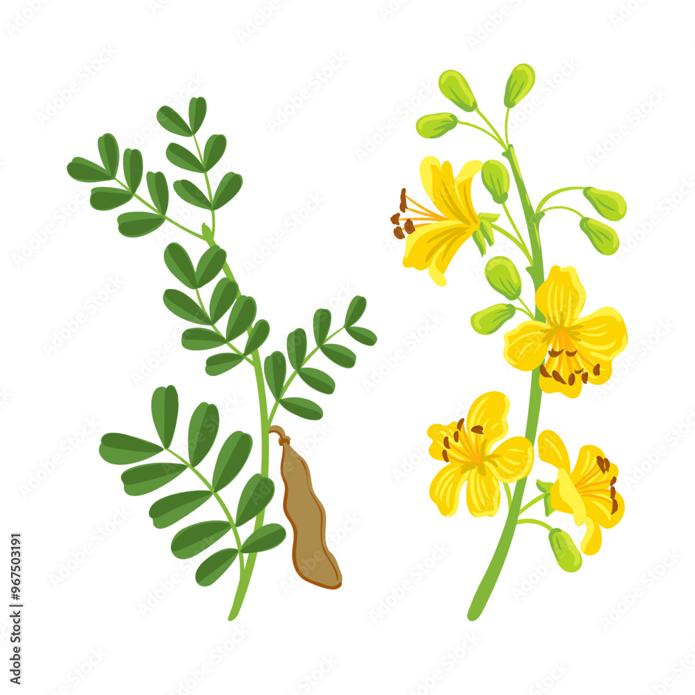 vector drawing branch of blue palo verde tree with green leaves and yellow flowers, Parkinsonia florida isolated at white background, hand drawn illustration
