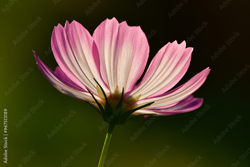 Cosmea, flower in backlit on a green, blurred background Cosmea, flower in backlit on a green, blurred background