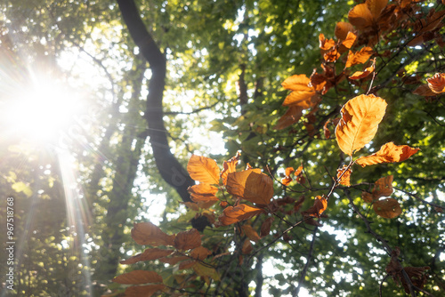 Orange leaves in sunlight. Beginning of autumn, change of season. Selective focus