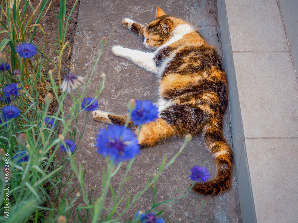 Tricolor calico female cat sleeping outdoors near the country house with blurry violet cornflowers blooming on the foreground.