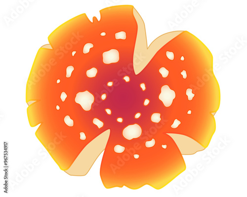 Fly agaric, spotted mushroom cap - vector full color picture. Fly agaric bright poisonous mushroom	