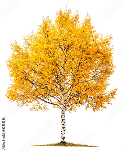 Vibrant yellow birch tree during autumn isolated on transparent background photo