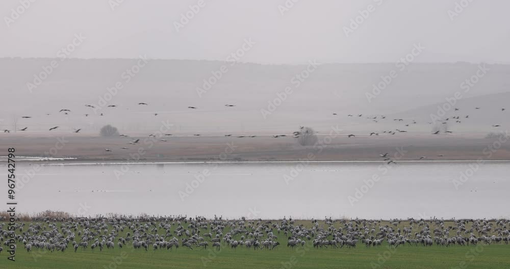 Grulla común (Grus grus) Laguna de Gallocanta. Teruel. Aragón. España Grulla común (Grus grus) Laguna de Gallocanta. Teruel. Aragón. España