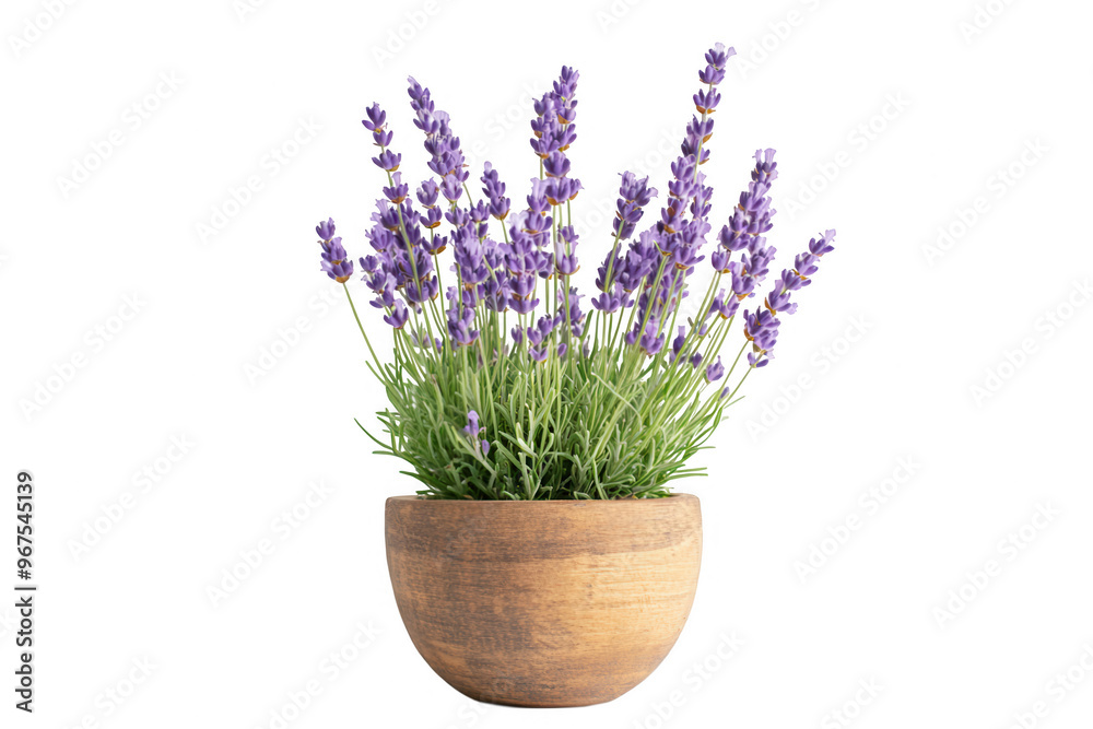 Fototapeta premium A potted lavender plant with vibrant purple flowers and green foliage.