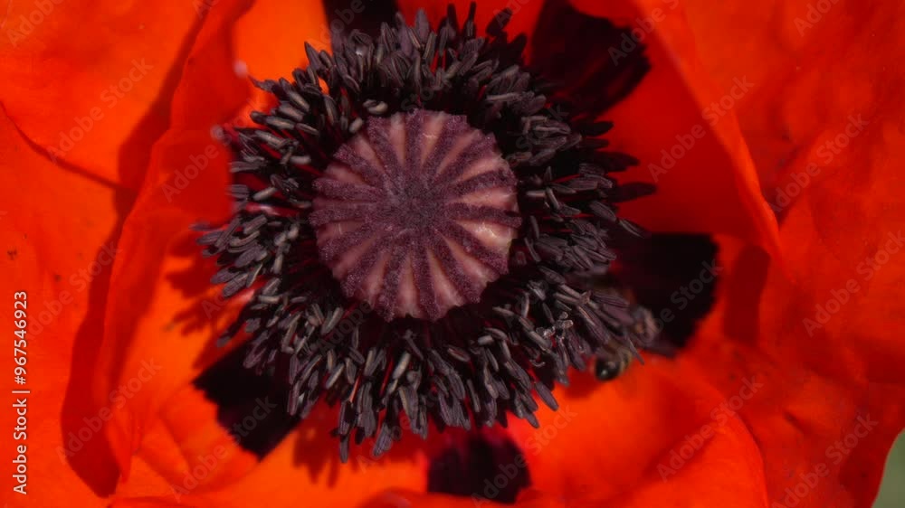 Close-Up of a Poppy Flower's Center Close-Up of a Poppy Flower's Center