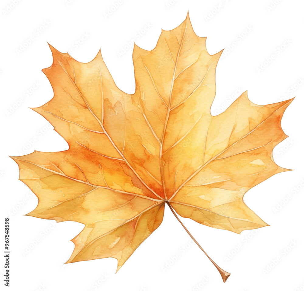 PNG Yellow and orange autumn leaf plant maple tree. PNG Yellow and orange autumn leaf plant maple tree.