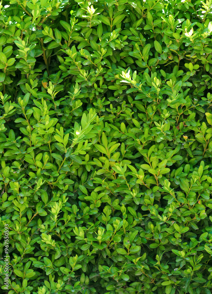 A beautiful hedge of Boxwood. Buxus plant pattern. Seamless texture of green natural background. A beautiful hedge of Boxwood. Buxus plant pattern. Seamless texture of green natural background.