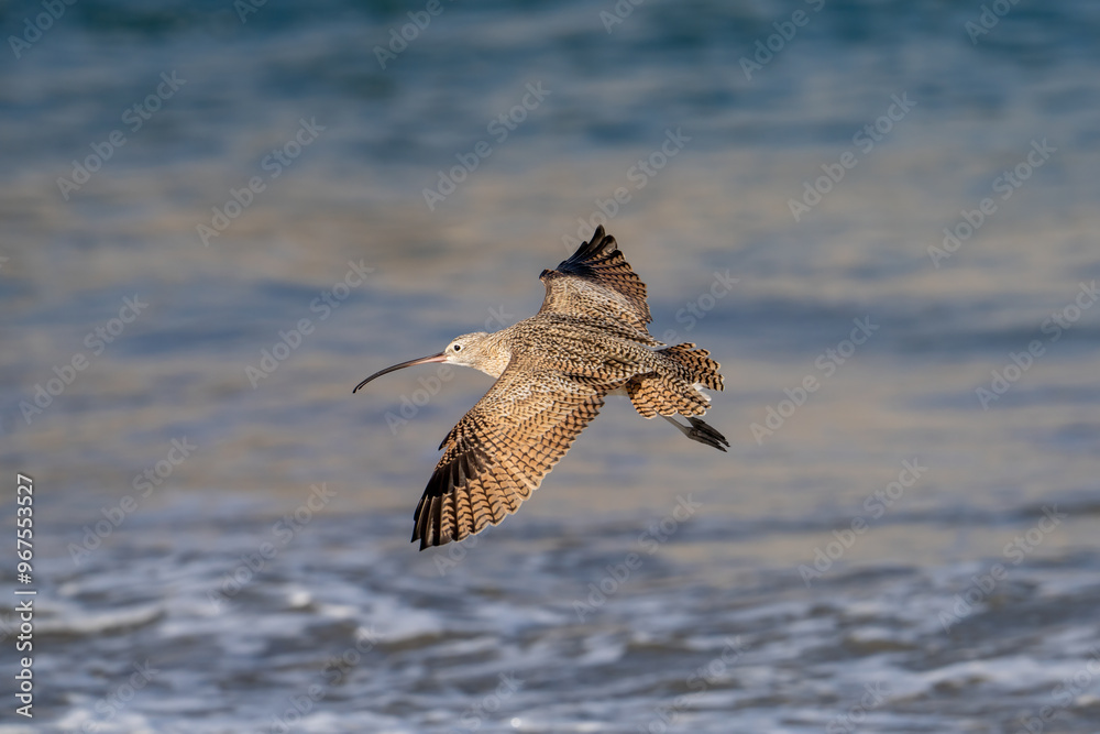 Obraz premium A curlew flying along the beach near Morro Bay, California.