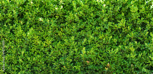 A beautiful hedge of Boxwood. Panoramic view of a Buxus plant. Seamless texture of green natural background.