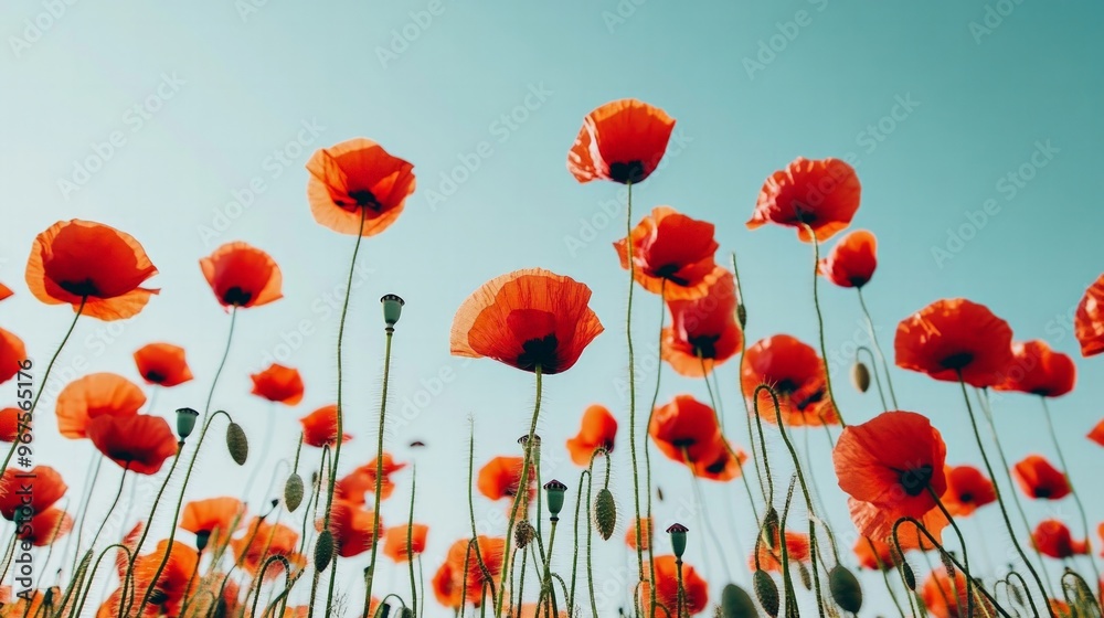 Fototapeta premium Field of poppies with vibrant red petals, swaying gently in the wind under a clear blue sky.