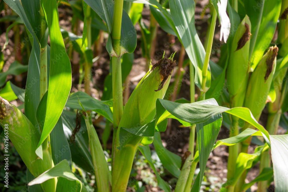 Agricultural close-up: Green corn cobs in sunshine Agricultural close-up: Green corn cobs in sunshine