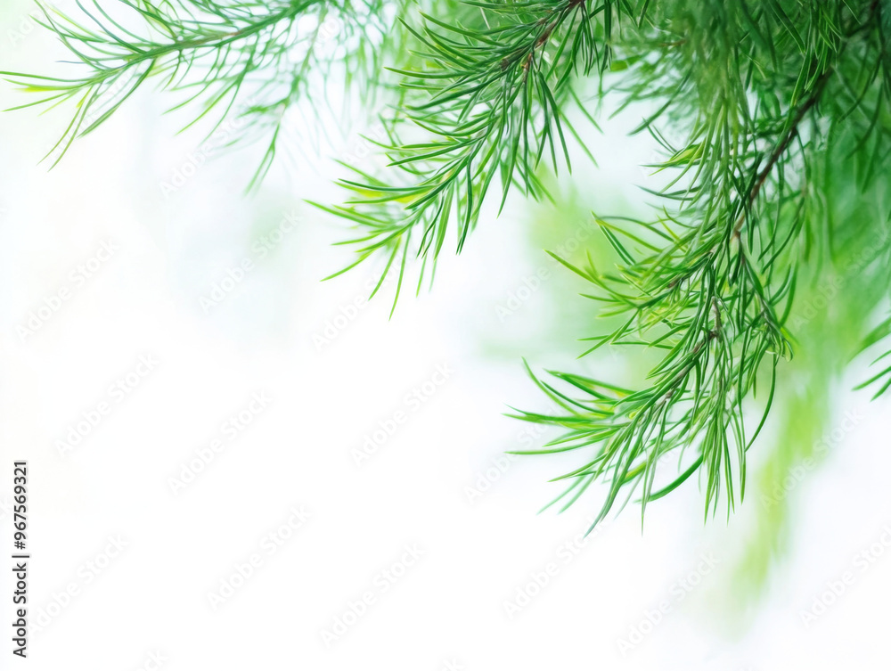 Snowy Pine Tree Branches in a Winter Landscape Snowy Pine Tree Branches in a Winter Landscape