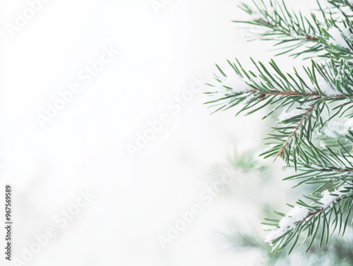 Snowy Pine Tree Branches in a Winter Landscape