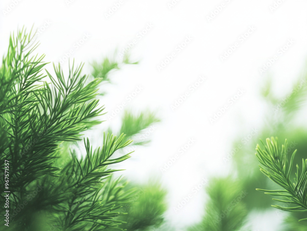 Fototapeta premium Snowy Pine Tree Branches in a Winter Landscape