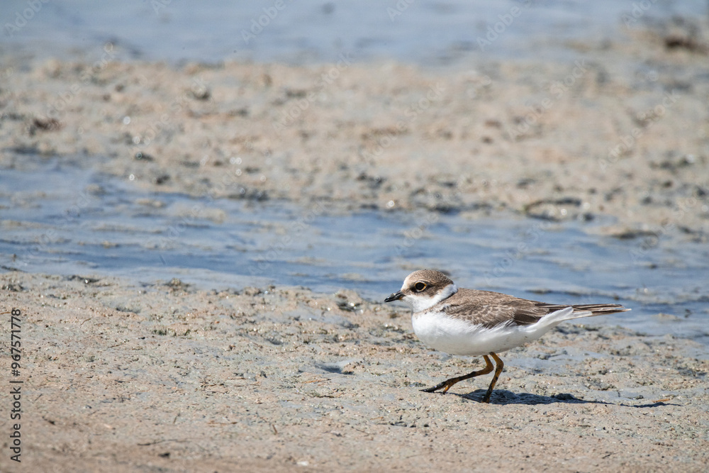 bird, seagull, sea, beach, nature, water, animal, ocean, gull, wildlife, sand, birds, shore, coast, shorebird, plover, lake, white, beak, sandpiper, feathers bird, seagull, sea, beach, nature, water, animal, ocean, gull, wildlife, sand, birds, shore, coast, shorebird, plover, lake, white, beak, sandpiper, feathers