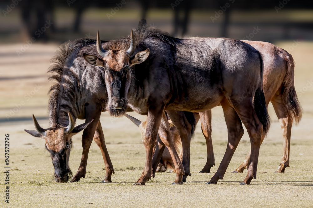 Wildebeest pair with one lifting his head while grazing on the sparse dry winter grass Wildebeest pair with one lifting his head while grazing on the sparse dry winter grass