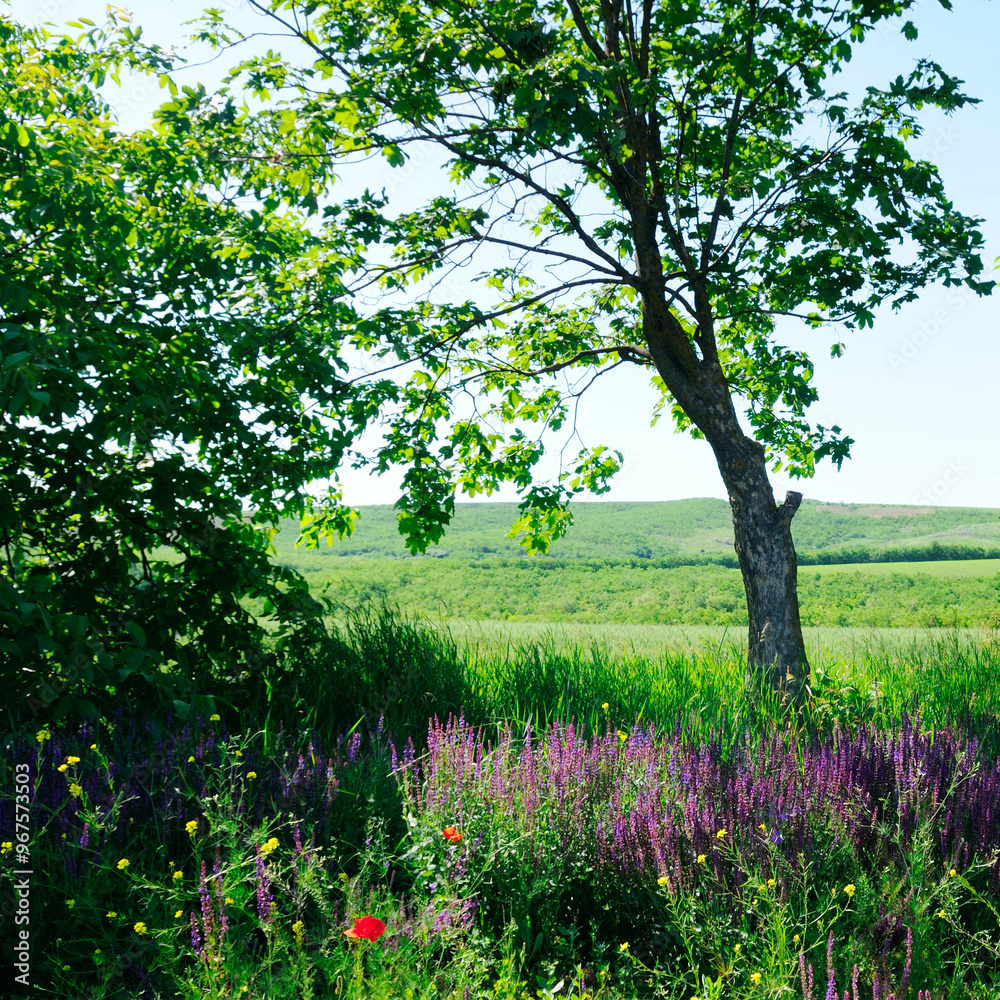 Naklejka premium Green maple in a meadow with wildflowers.
