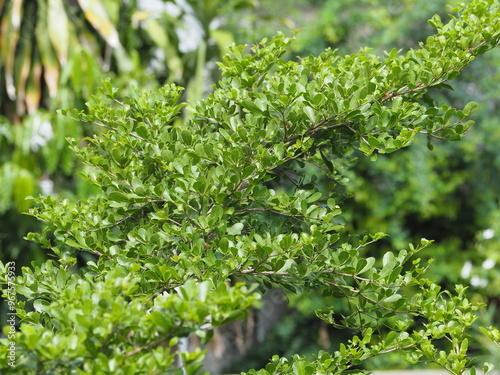 Ivory Coast almond is a perennial ornamental plant.  Branches of Black Tree Afara with beautiful foliage on blurred green nature background. Commonly used for gardening, Terminalia ivorensis A. Chev
 photo