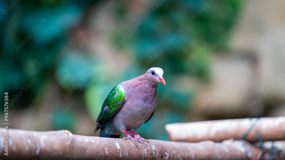 Emerald Dove. A beautiful colorful bird sits on a branch