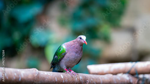 Obraz na płótnie Emerald Dove. A beautiful colorful bird sits on a branch w salonie