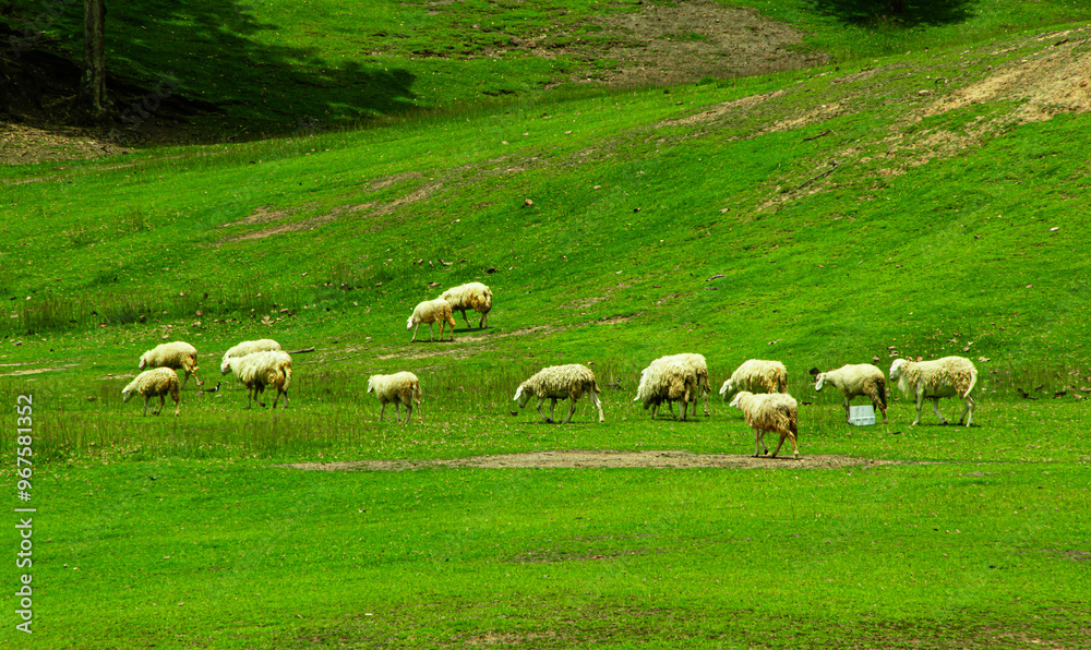 Fototapeta premium Sheeps in a meadow on green grass