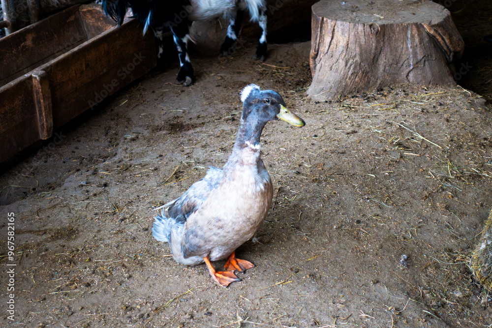 Fototapeta premium A goose with a mane on its head walks around the farm.