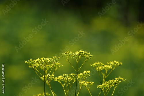 はかなげな繊細な花姿