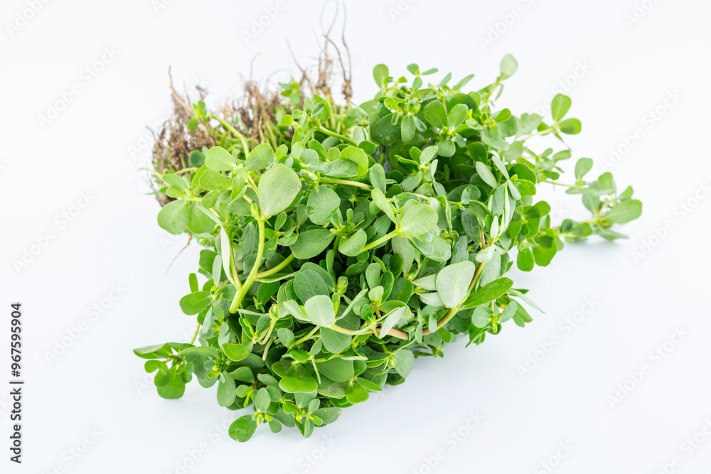 Obraz premium A handful of fresh organic vegetable purslane