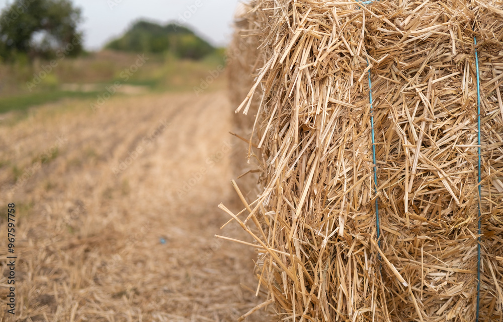 Harvested straw bales resting in a tranquil field during late afternoon sunlight Harvested straw bales resting in a tranquil field during late afternoon sunlight