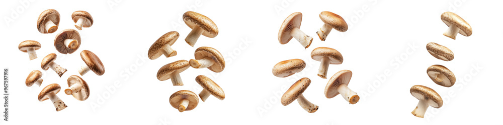 falling shiitake mushroom caps on white background, transparent background falling shiitake mushroom caps on white background, transparent background