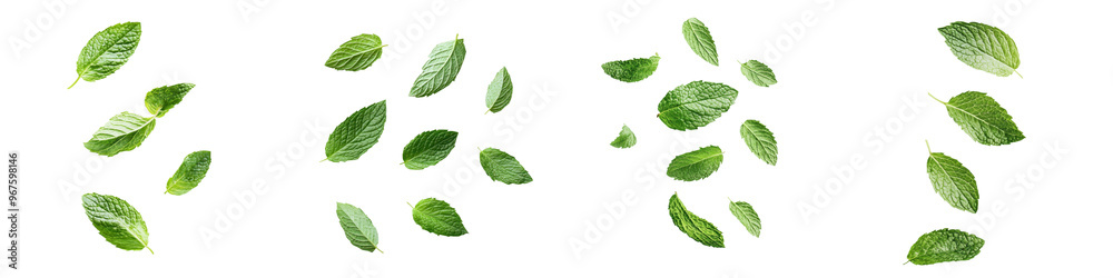 falling fresh spearmint leaves on white background, transparent background falling fresh spearmint leaves on white background, transparent background