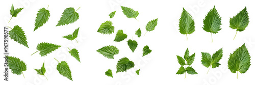 falling nettle leaves on white background, transparent background photo