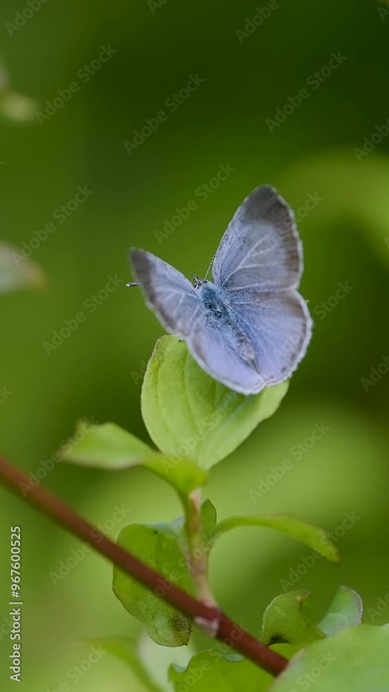 Vertical Video of a Holly Blue Butterfly on Leaf Vertical Video of a Holly Blue Butterfly on Leaf