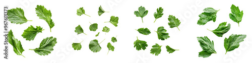 falling salad burnet leaves on white background,transparent background