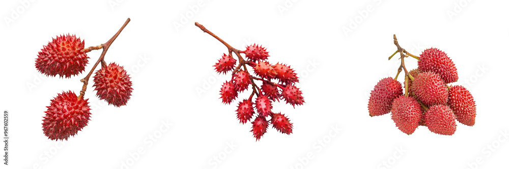 falling ripe salacca zalacca on white background, full depth of field,transparent background falling ripe salacca zalacca on white background, full depth of field,transparent background
