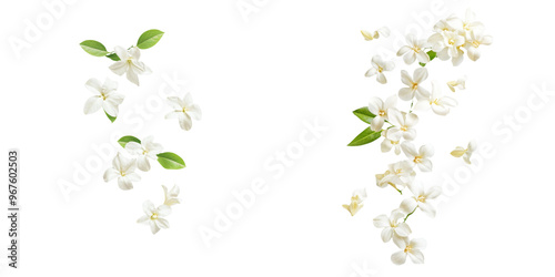 falling stephanotis flowers on white background,transparent background