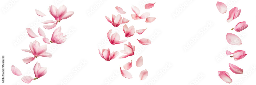 falling magnolia petals on white background,transparent background falling magnolia petals on white background,transparent background