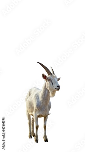  Cute white Goat Isolated Photo png.