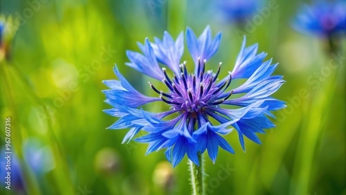 Blue cornflower also known as Centaurea cyanus, a delicate and vibrant wildflower, blue, cornflower, Centaurea cyanus, wildflower