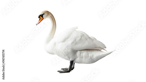 Fototapeta Naklejka Na Ścianę i Meble -  White Swan Character Isolated on Png Background.