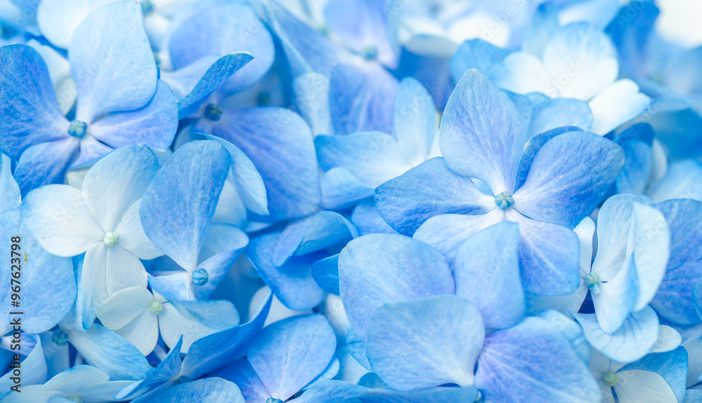 Blue flowers close up. Bouquet of purple flowers. City flower beds, a beautiful and well-groomed garden with flowering bushes. Blue flowers close up. Bouquet of purple flowers. City flower beds, a beautiful and well-groomed garden with flowering bushes.
