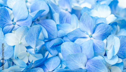 Blue flowers close up. Bouquet of purple flowers. City flower beds, a beautiful and well-groomed garden with flowering bushes.