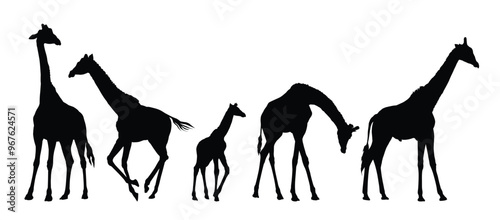 Set silhouettes of large and small giraffes.
