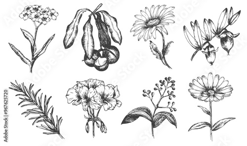 Herbs set. Ink sketch isolated on white background. Hand drawn vector illustration of jojoba, geranium, calendula, macadamia, chamomile, rosemary and cinnamon. Retro style.