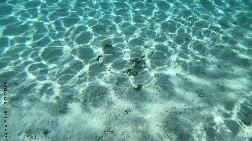 a group of sea fish in search of food in a sandy bottom, underwater marine world a group of sea fish in search of food in a sandy bottom, underwater marine world