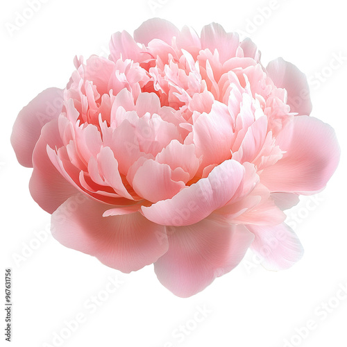 Fototapeta Naklejka Na Ścianę i Meble -  Delicate pink peony bloom in soft light, cut out transparent