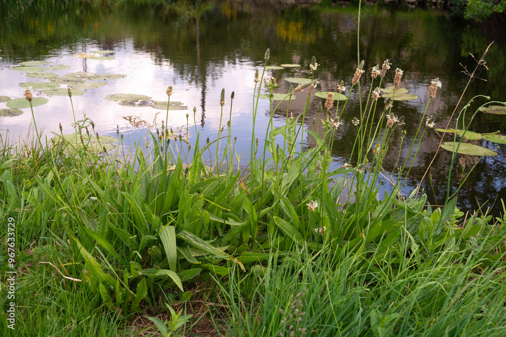 Plantain lancéolé, Rivière La Vonne, Sanxay, Vienne, 86, Region Nouvelle Aquitaine, France Plantain lancéolé, Rivière La Vonne, Sanxay, Vienne, 86, Region Nouvelle Aquitaine, France