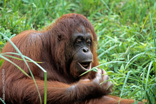 Orang outan, Pongo pygmaeus, Indonésie