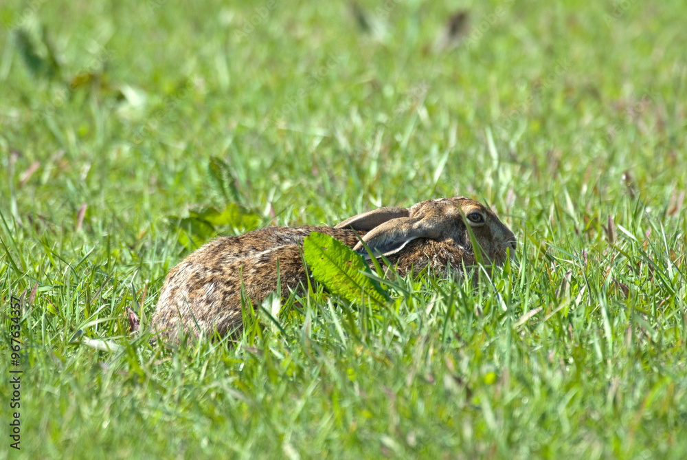 Obraz premium Lièvre d'Europe, Lièvre brun, Lepus europaeus