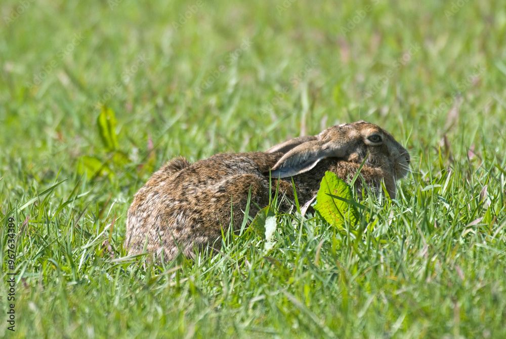 Lièvre d'Europe, Lièvre brun, Lepus europaeus Lièvre d'Europe, Lièvre brun, Lepus europaeus